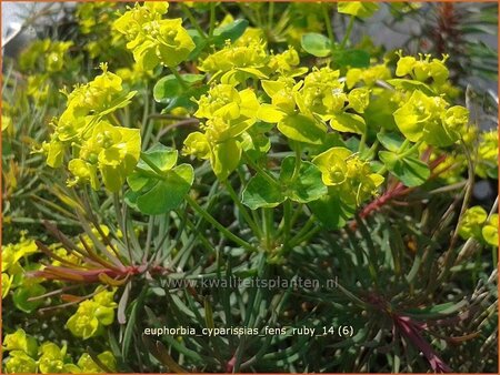 Euphorbia cyparissias &#39;Fens Ruby&#39;