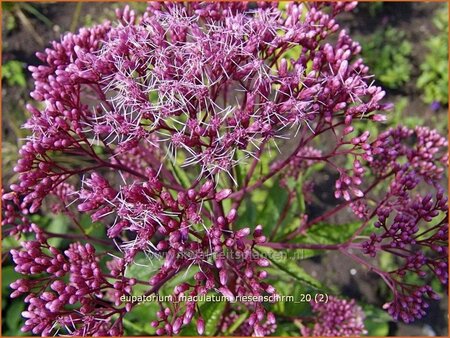 Eupatorium maculatum &#39;Riesenschirm&#39;