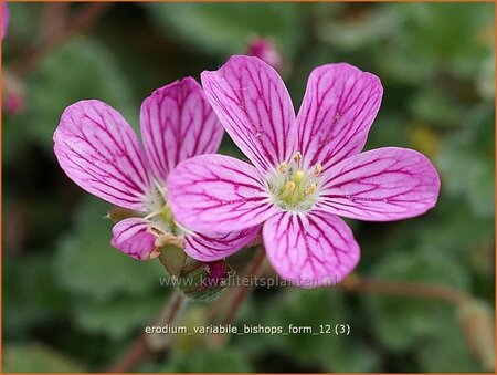 Erodium variabile &#39;Bishop&#39;s Form&#39;