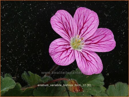 Erodium variabile &#39;Bishop&#39;s Form&#39;