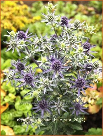 Eryngium alpinum &#39;Blue Star&#39;