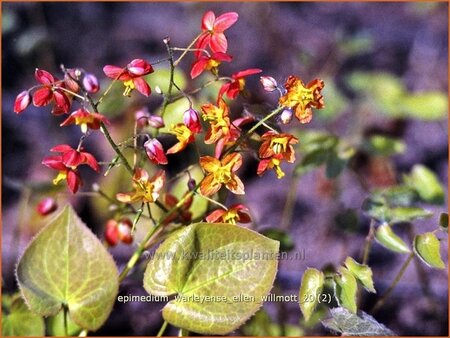 Epimedium warleyense &#39;Ellen Willmott&#39;