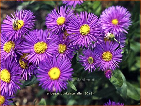 Erigeron 'Dunkelste Aller'