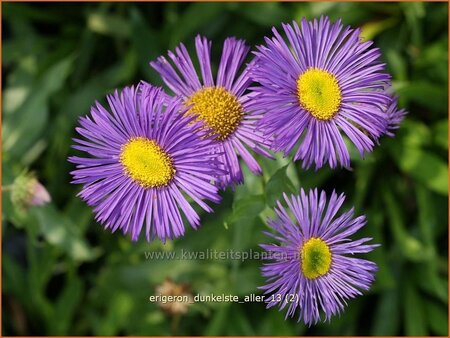 Erigeron 'Dunkelste Aller'