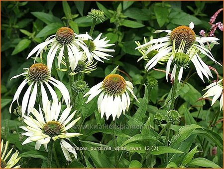 Echinacea purpurea &#39;White Swan&#39;