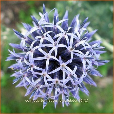 Echinops bannaticus &#39;Blue Globe&#39;