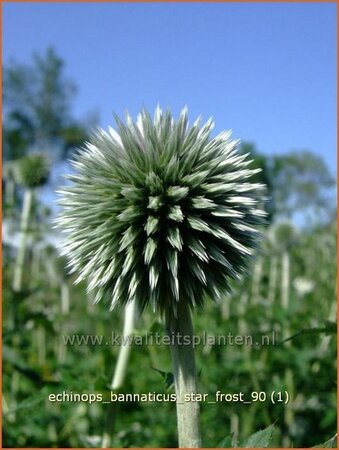 Echinops bannaticus 'Star Frost'