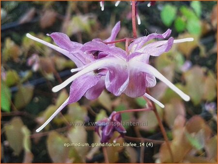 Epimedium grandiflorum &#39;Lilafee&#39;