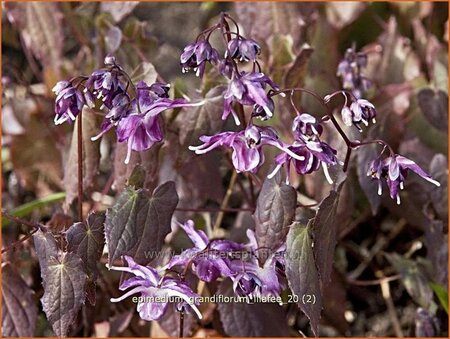 Epimedium grandiflorum &#39;Lilafee&#39;