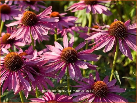 Echinacea purpurea &#39;Magnus&#39;