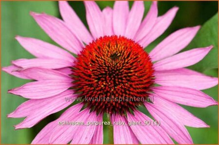Echinacea purpurea &#39;Ruby Giant&#39;