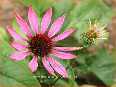 Echinacea purpurea &#39;Ruby Giant&#39;