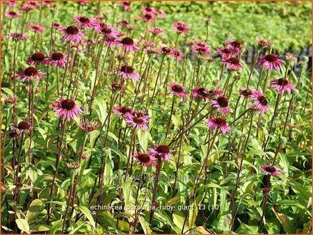 Echinacea purpurea &#39;Ruby Giant&#39;