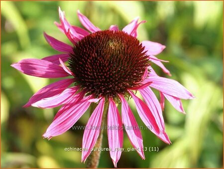 Echinacea purpurea &#39;Ruby Giant&#39;