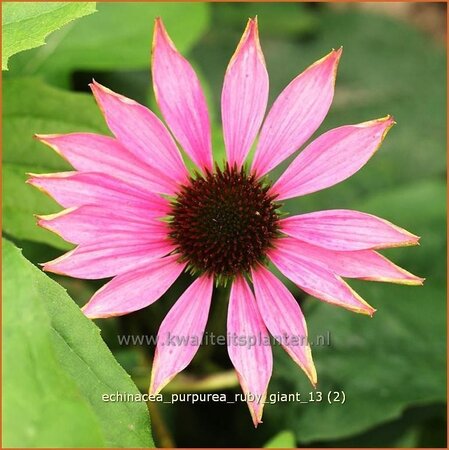 Echinacea purpurea &#39;Ruby Giant&#39;