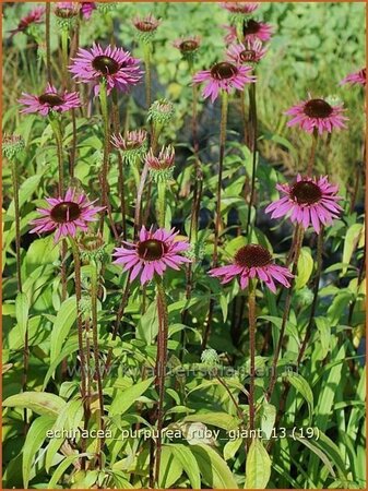 Echinacea purpurea &#39;Ruby Giant&#39;