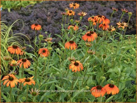 Echinacea purpurea 'Tangerine Dream'