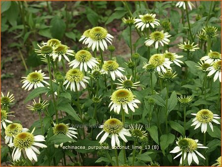 Echinacea purpurea &#39;Coconut Lime&#39;