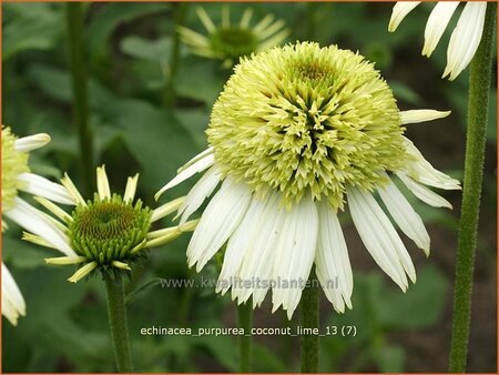 Echinacea purpurea &#39;Coconut Lime&#39;