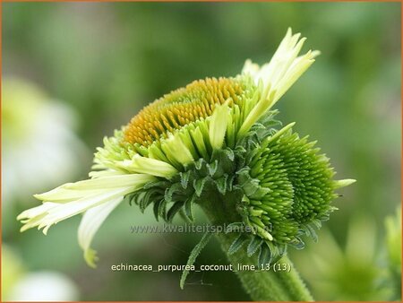 Echinacea purpurea &#39;Coconut Lime&#39;