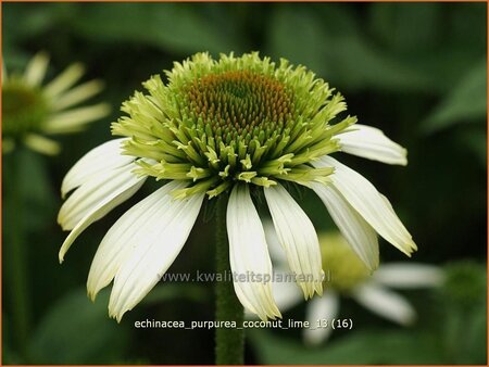 Echinacea purpurea &#39;Coconut Lime&#39;