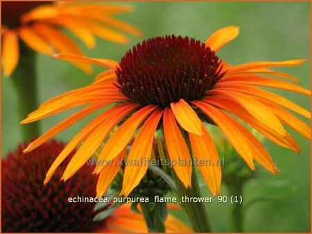 Echinacea purpurea 'Flame Thrower'