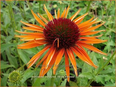 Echinacea purpurea &#39;Flame Thrower&#39;