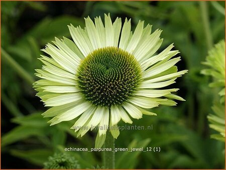 Echinacea purpurea &#39;Green Jewel&#39;