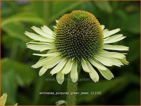 Echinacea purpurea &#39;Green Jewel&#39;