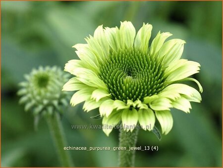 Echinacea purpurea &#39;Green Jewel&#39;