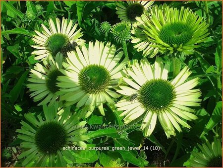 Echinacea purpurea &#39;Green Jewel&#39;