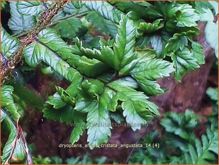 Dryopteris affinis &#39;Cristata Angustata&#39;
