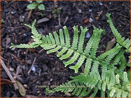 Dryopteris affinis &#39;Polydactyla Dadds&#39;