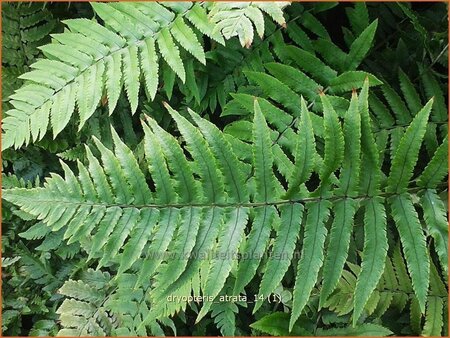 Dryopteris atrata