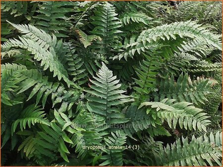 Dryopteris atrata