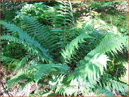Dryopteris crassirhizoma