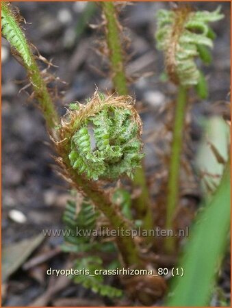 Dryopteris crassirhizoma