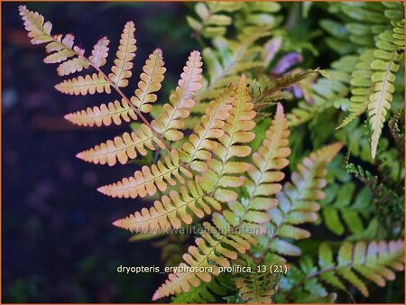 Dryopteris erythrosora &#39;Prolifica&#39;