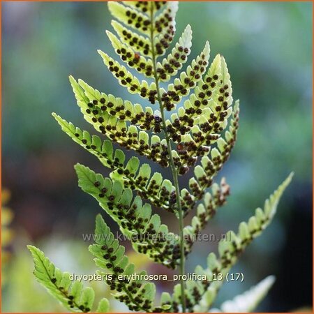 Dryopteris erythrosora &#39;Prolifica&#39;