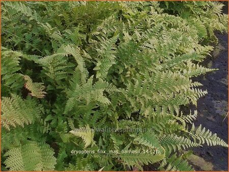 Dryopteris filix-mas &#39;Barnesii&#39;