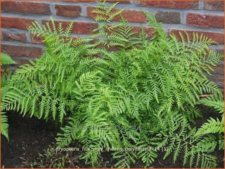 Dryopteris filix-mas &#39;Linearis Polydactyla&#39;