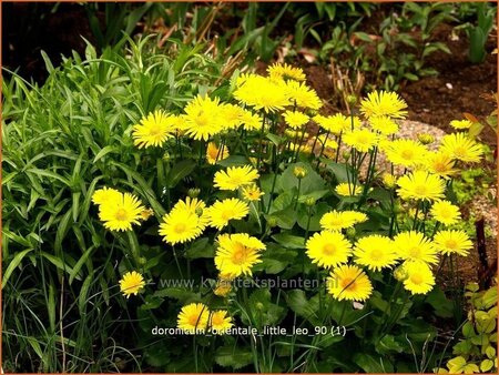 Doronicum orientale &#39;Little Leo&#39;