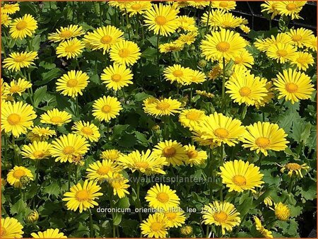 Doronicum orientale &#39;Little Leo&#39;