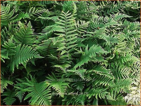 Dryopteris affinis