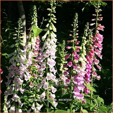 Digitalis purpurea 'Excelsior'