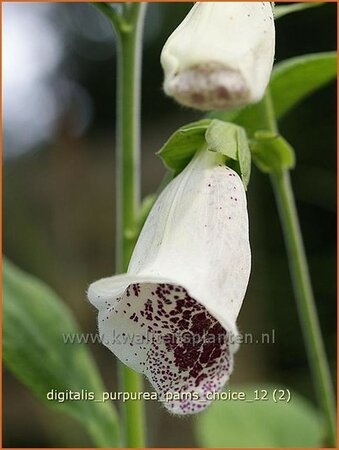 Digitalis purpurea &#39;Pam&#39;s Choice&#39;