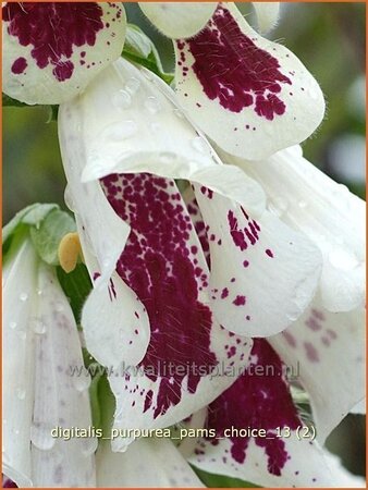 Digitalis purpurea &#39;Pam&#39;s Choice&#39;