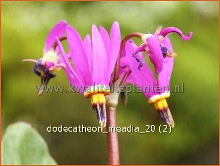 Dodecatheon meadia