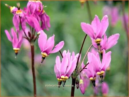 Dodecatheon meadia