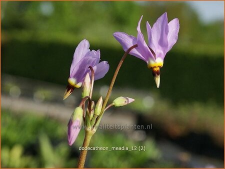 Dodecatheon meadia